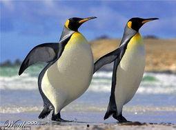 企鹅吃瓜群视频大全集,视频大全集精彩瞬间回顾