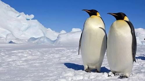 企鹅吃瓜群视频大全集,视频大全集精彩瞬间回顾