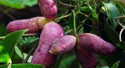 给妈妈吃八月瓜视频,为妈妈制作健康滋补佳肴