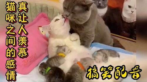 动物吃瓜配音视频播放,动物吃瓜配音视频欢乐盛宴