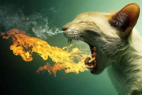 动物吃瓜配音视频播放,动物吃瓜配音视频欢乐盛宴