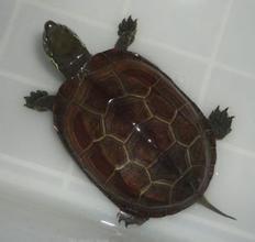 草龟如何吃哈密瓜视频教程,轻松学会美味龟食制作