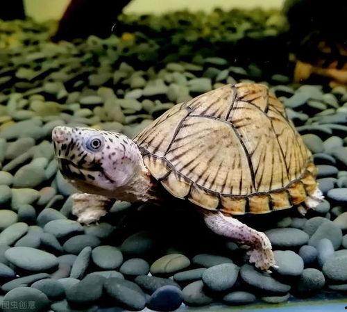 草龟如何吃哈密瓜视频教程,轻松学会美味龟食制作