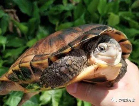 草龟如何吃哈密瓜视频教程,轻松学会美味龟食制作