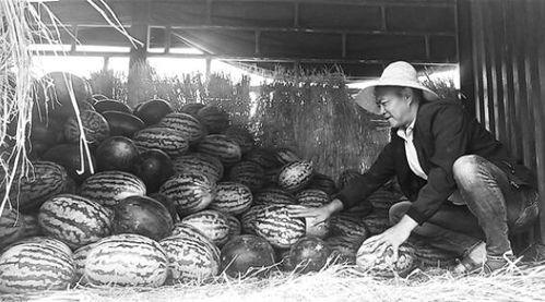 峪谷吃瓜群众事件视频,一场网络舆论的风暴与反思