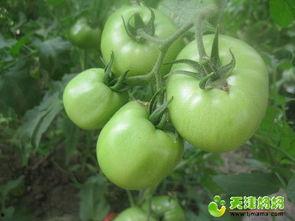 辣手摧花吃瓜视频大全集