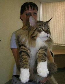 微博大猫咪吃瓜视频,揭秘大瓜背后的真相