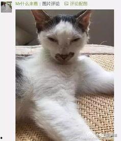 微博大猫咪吃瓜视频,揭秘大瓜背后的真相