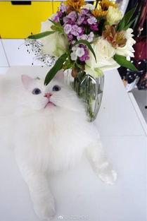 微博大猫咪吃瓜视频,揭秘大瓜背后的真相