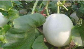 宝宝吃白兰瓜视频,甜蜜滋味与成长瞬间