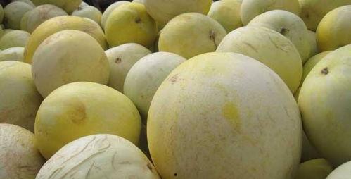 宝宝吃白兰瓜视频,甜蜜滋味与成长瞬间