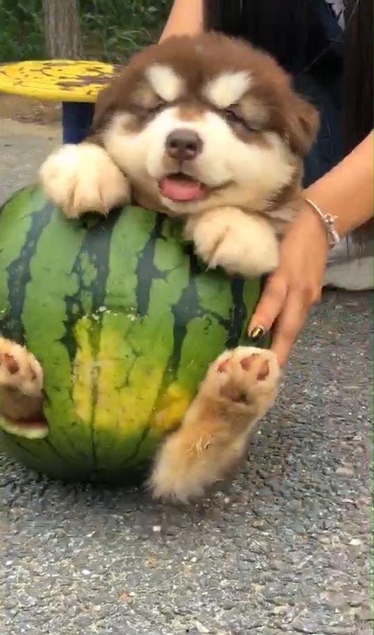 主人带狗吃瓜视频下载,主人带宠物的欢乐时光