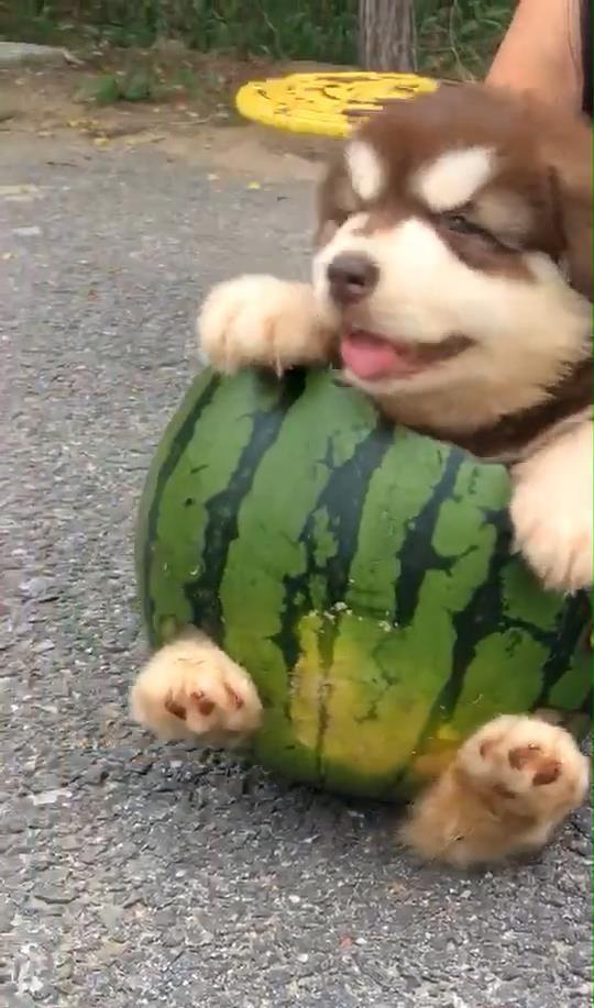 主人带狗吃瓜视频下载,主人带宠物的欢乐时光