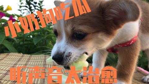 主人带狗吃瓜视频下载,主人带宠物的欢乐时光