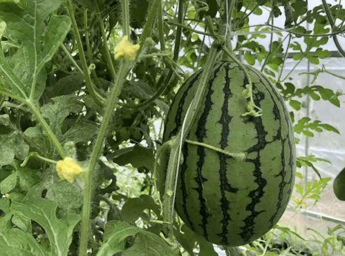 古茗视频吃瓜,揭秘网红饮品背后的秘密