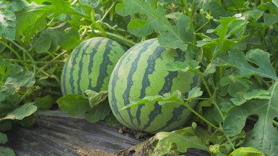 河艺吃瓜视频,揭秘校园热点背后的真相