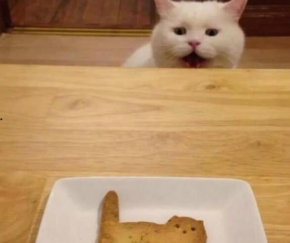 小猫吃饼干瓜视频,饼干瓜视频萌翻网友