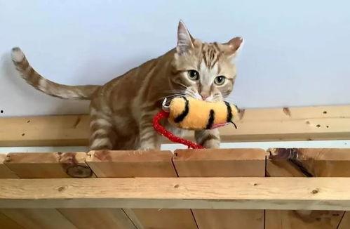 小猫吃饼干瓜视频,饼干瓜视频萌翻网友