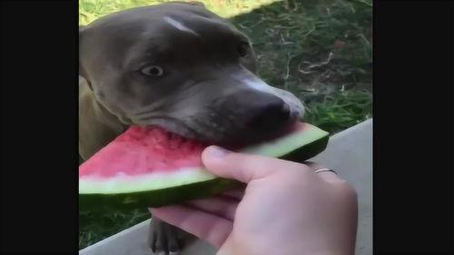 狗吃瓜的视频大全