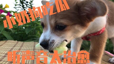 狗吃瓜的视频大全
