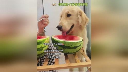 狗吃瓜的视频大全