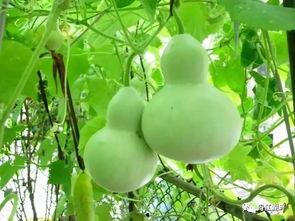 葫芦瓜需要挖籽吃吗视频,美味与营养的双重享受