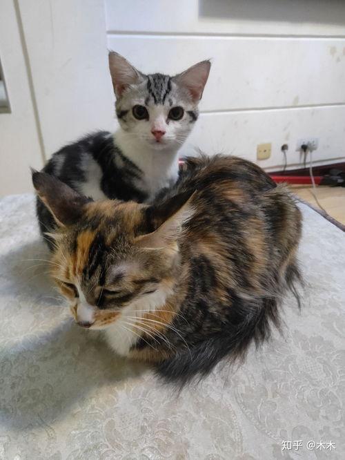 三个月的猫吃瓜视频,三个月猫咪吃瓜视频大盘点