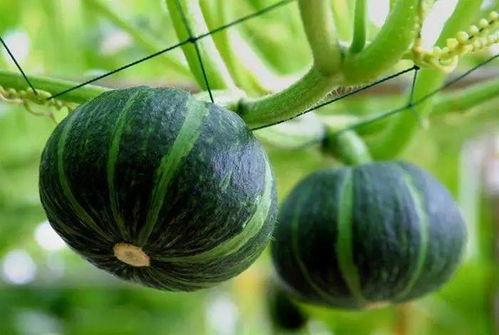 阳光灿烂吃瓜视频,吃瓜视频带你领略欢乐时光