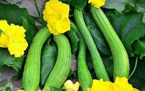 瓜条晒干怎么吃最好呢视频,美味营养的创意吃法揭秘