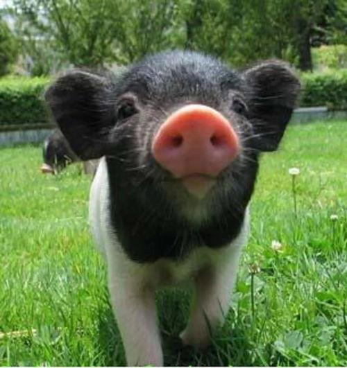 小猪吃瓜配音视频大全集,欢乐童声，趣味无限