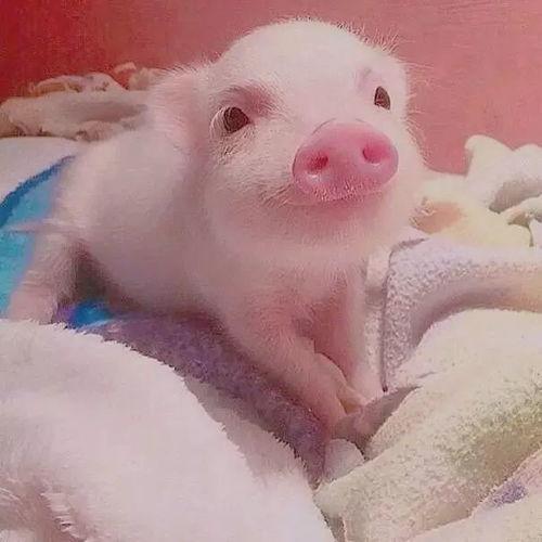 小猪吃瓜配音视频大全集,欢乐童声，趣味无限