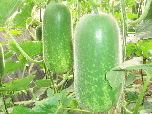 大瓜如何去皮吃的好视频,跟着视频学剥皮技巧