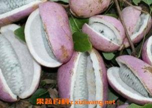 苗族吃八月瓜视频,八月瓜的独特风味体验