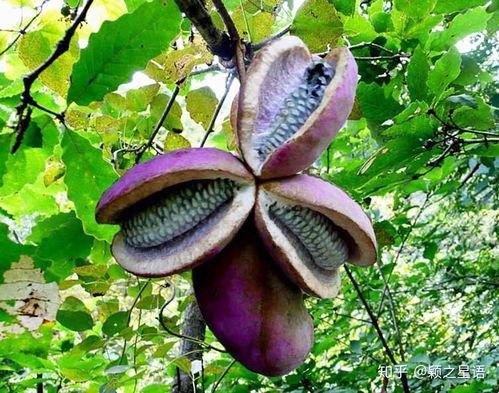 苗族吃八月瓜视频,八月瓜的独特风味体验