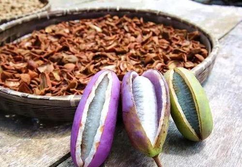 苗族吃八月瓜视频,八月瓜的独特风味体验