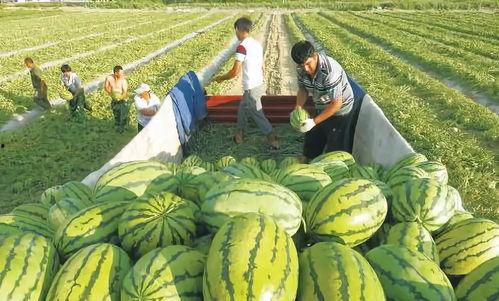 江油一中吃瓜视频,揭秘校园生活趣味瞬间
