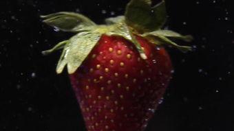 吃猫屎瓜的视频素材大全,趣味横生的动物奇观揭秘