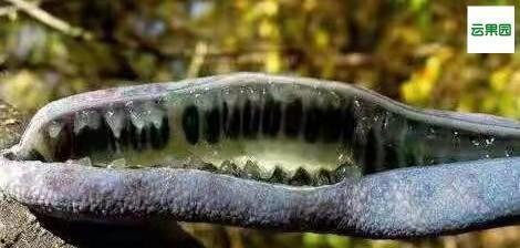 吃猫屎瓜的视频素材大全,趣味横生的动物奇观揭秘