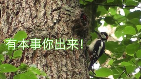 吃猫屎瓜的视频素材大全,趣味横生的动物奇观揭秘