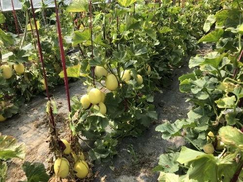 界首吃瓜的视频,一场视觉与味蕾的双重盛宴