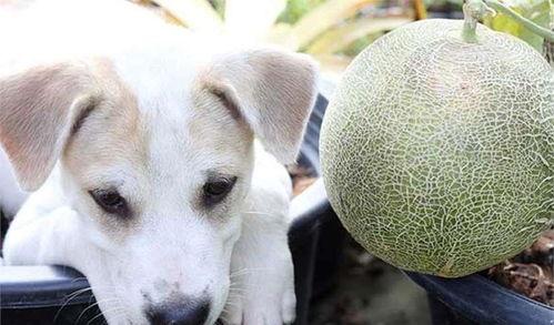 哈密瓜怎么喂狗吃的视频,狗狗健康饮食新选择