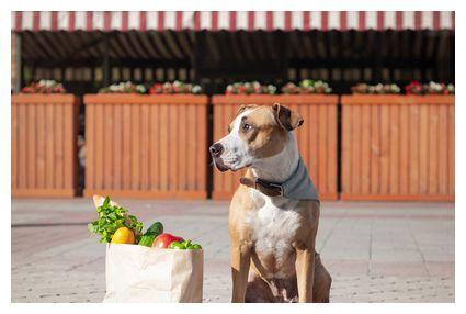 哈密瓜怎么喂狗吃的视频,狗狗健康饮食新选择