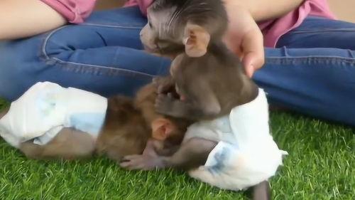 猴子和主人吃瓜视频,主仆共享欢乐时光