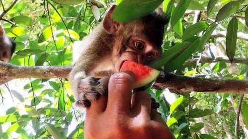 猴子和主人吃瓜视频,主仆共享欢乐时光