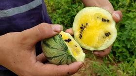 吃瓜小视频在线观看高清