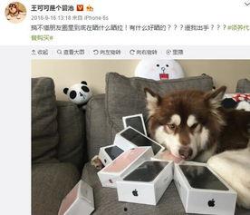 娱乐吃瓜菌小狗视频下载,揭秘小狗视频下载背后的秘密