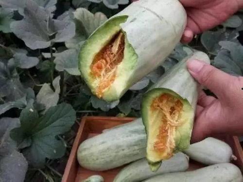 购买吃瓜视频多少钱一个,吃瓜视频价格大揭秘，一探究竟！