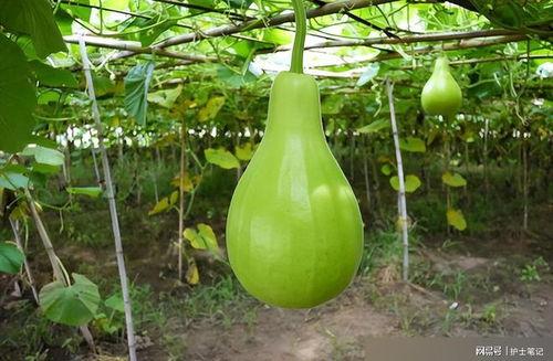 小狗吃葫芦瓜的视频