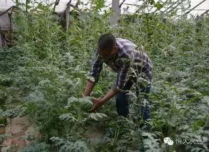 山东群众吃瓜视频大全