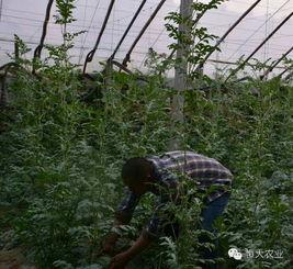 山东群众吃瓜视频大全